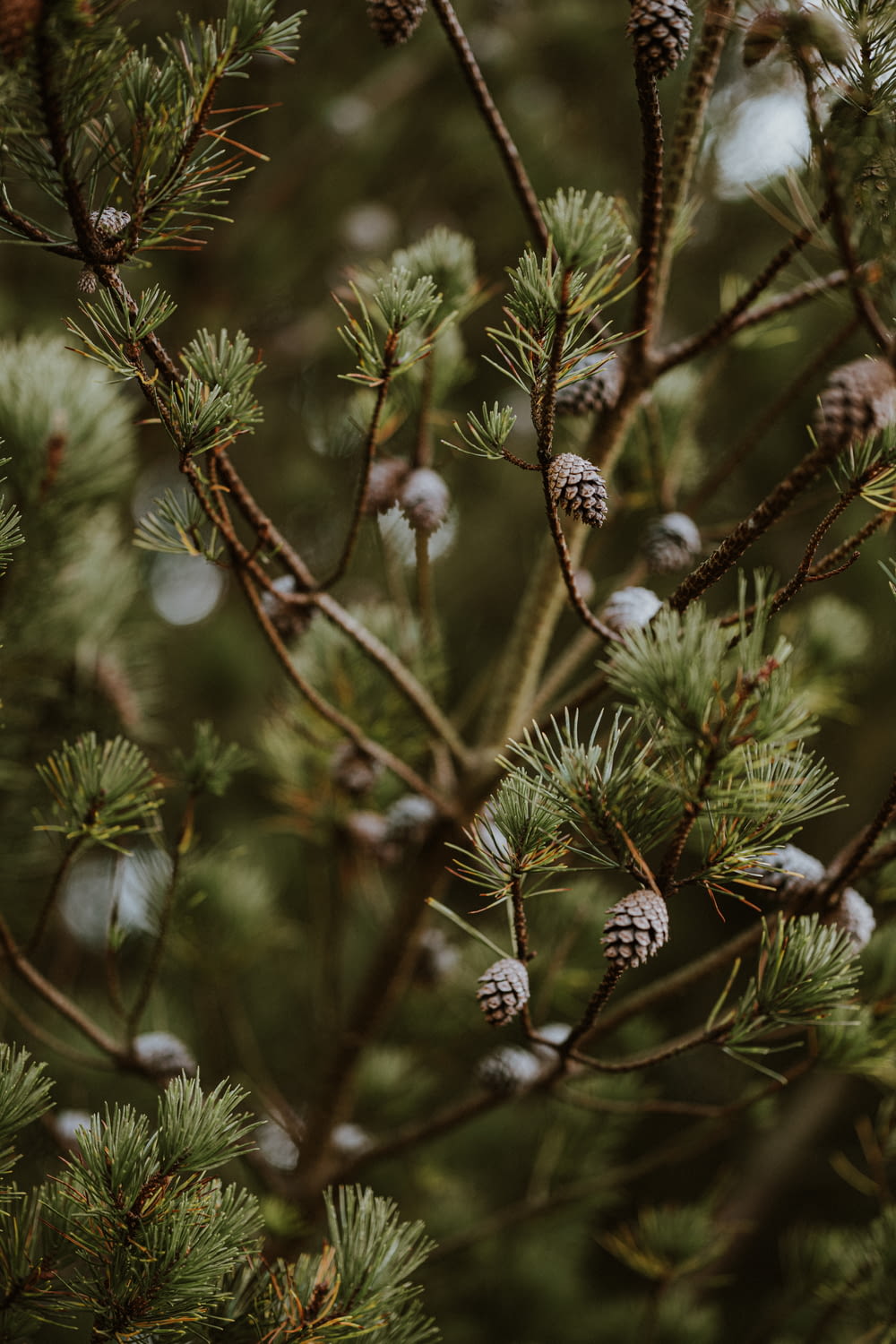 a close up of a pine tree with cones on it