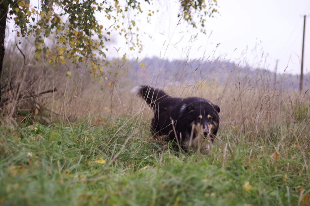 a black and white dog standing in tall grass