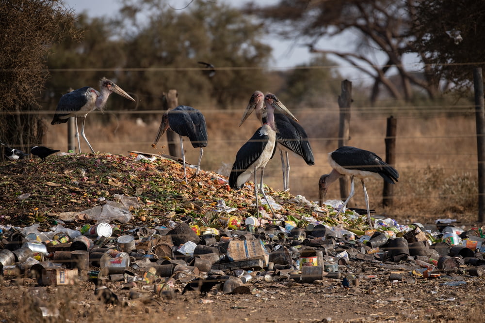 a group of birds standing on top of a pile of garbage