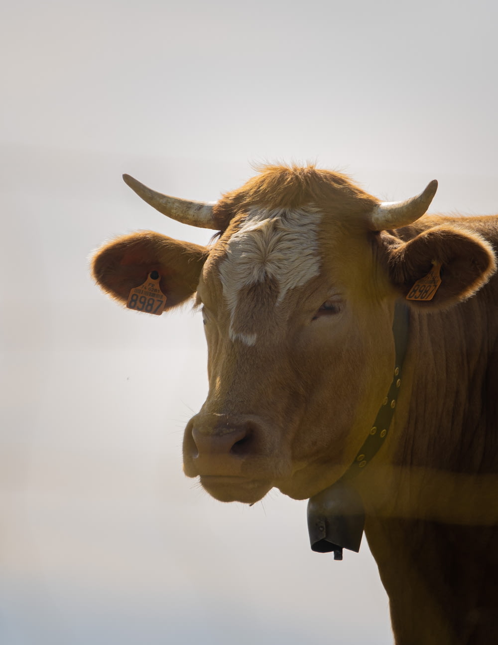 a close up of a cow with a sky background