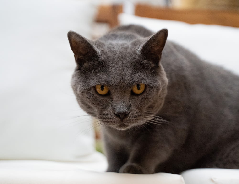 a gray cat sitting on top of a white couch