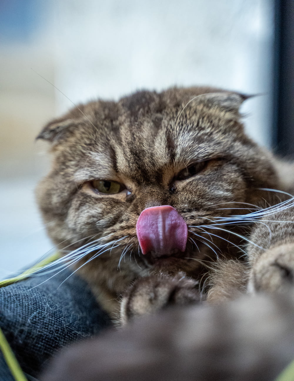 a cat sticking its tongue out and sticking its tongue out
