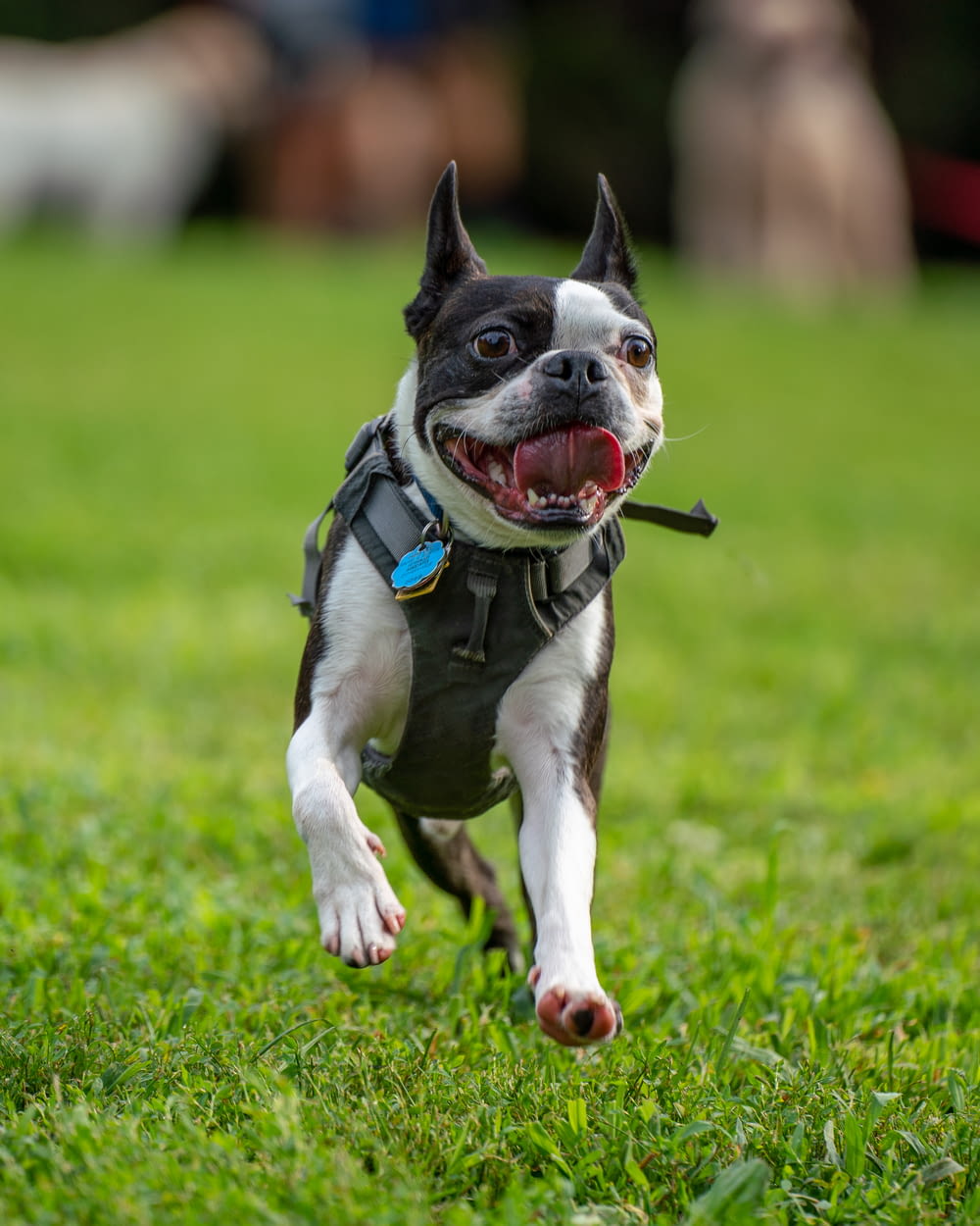 a small black and white dog running in the grass
