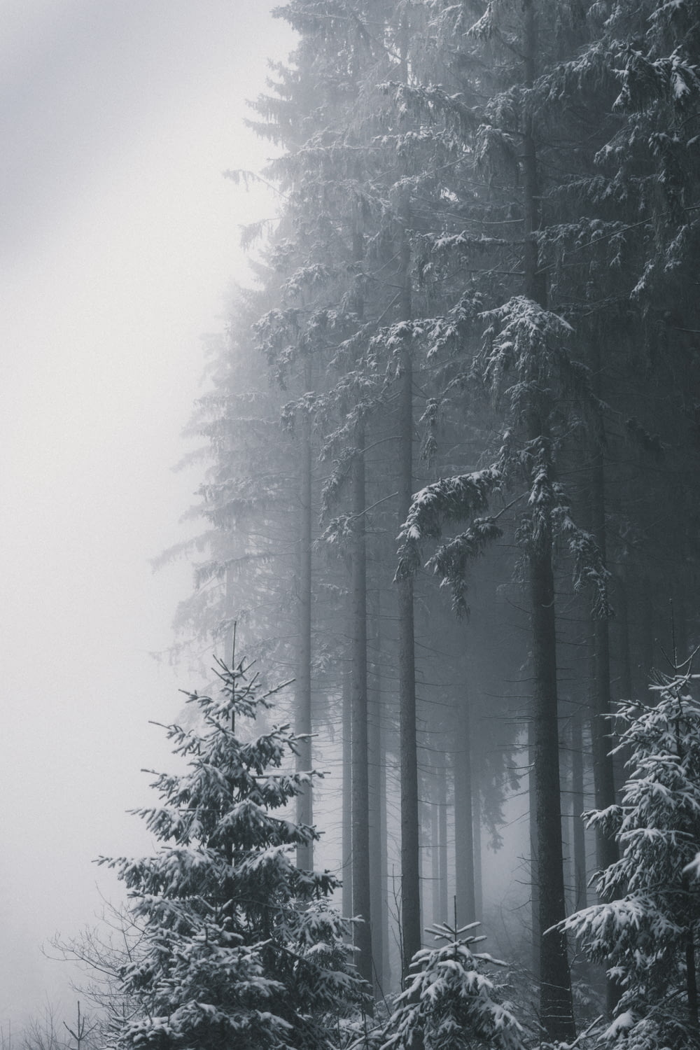 a forest filled with lots of tall trees covered in snow