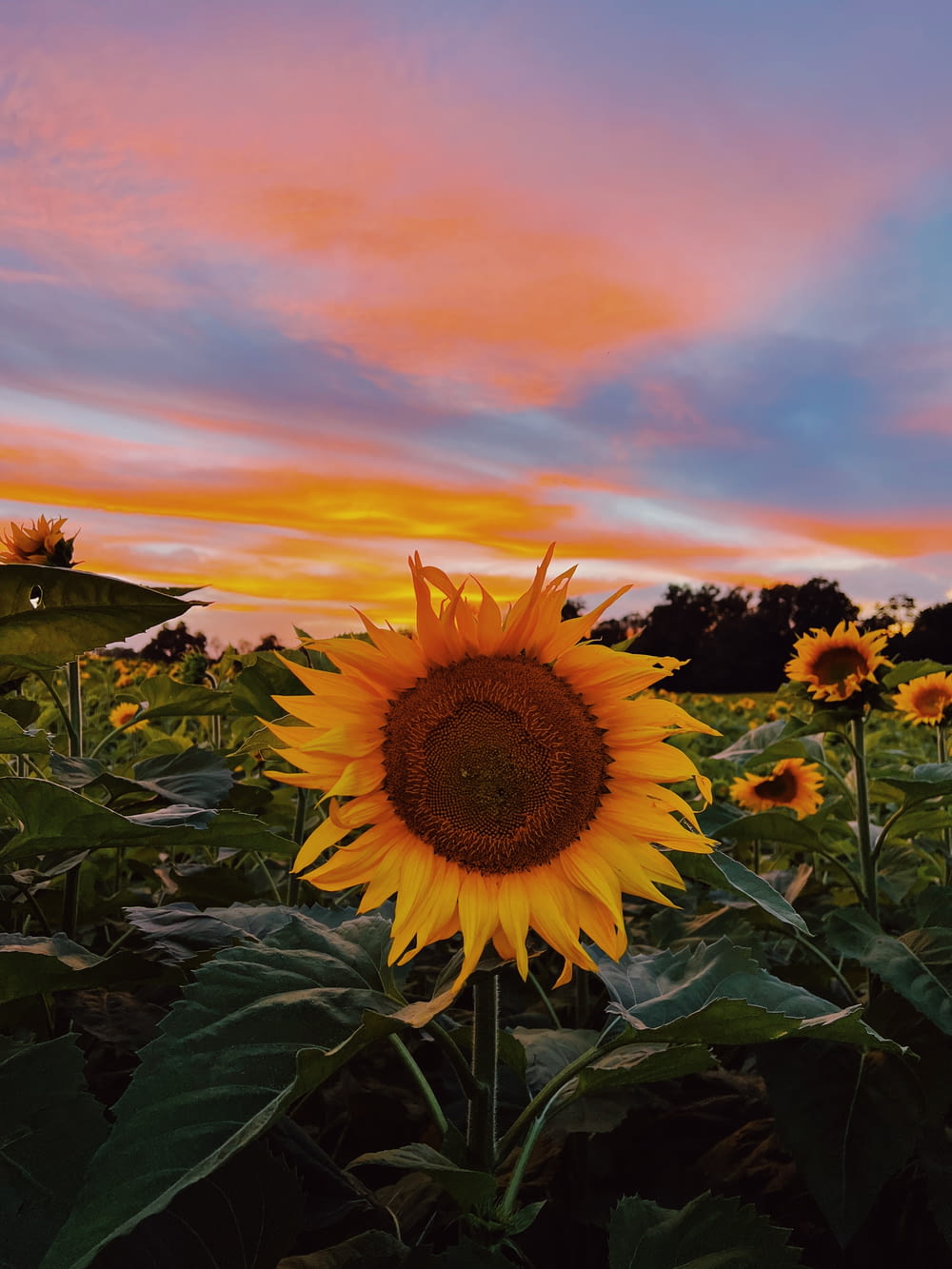 a sunflower in a field with a sunset in the background