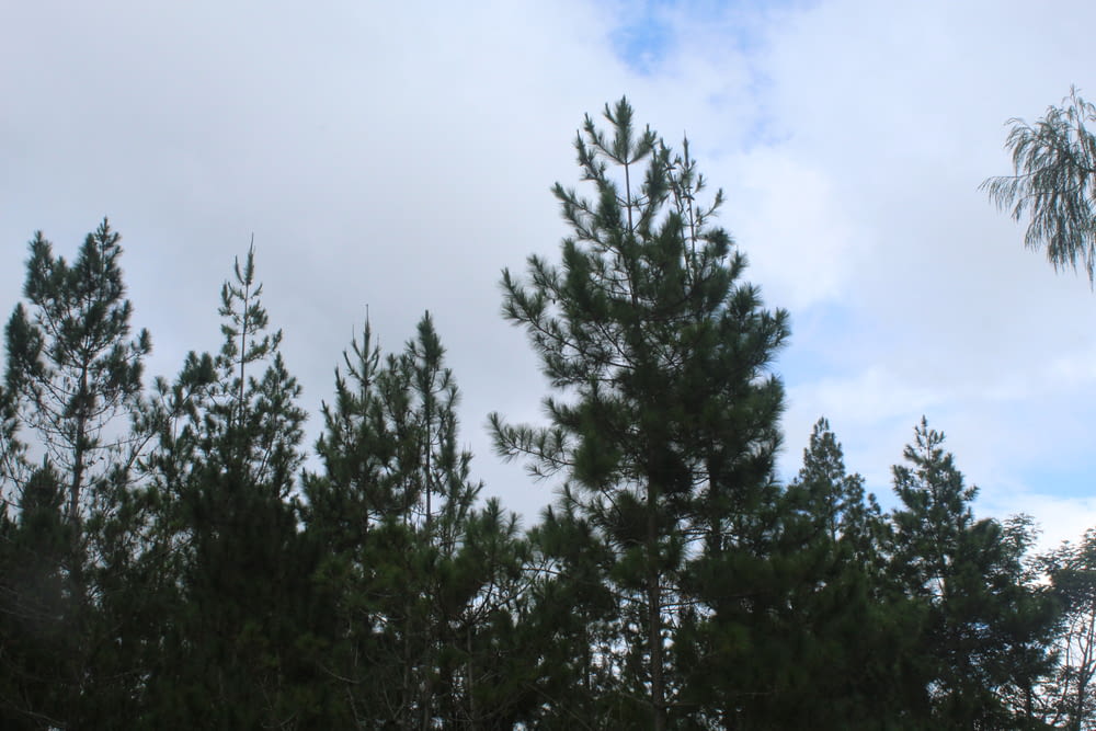a group of pine trees with a cloudy sky in the background
