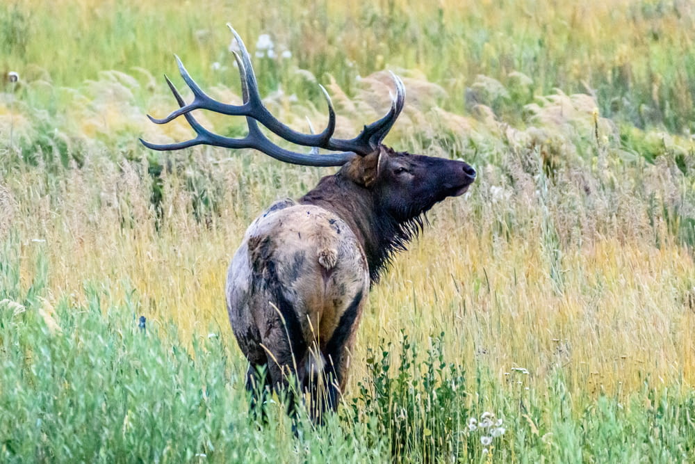 a large bull standing in a field of tall grass