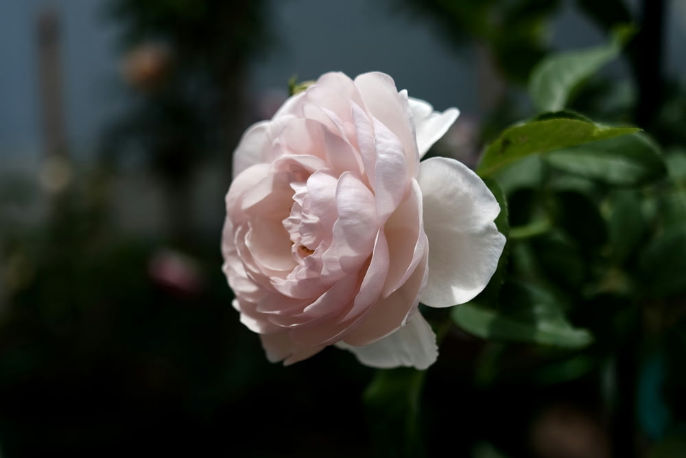 Une rose rose fleurit dans un jardin