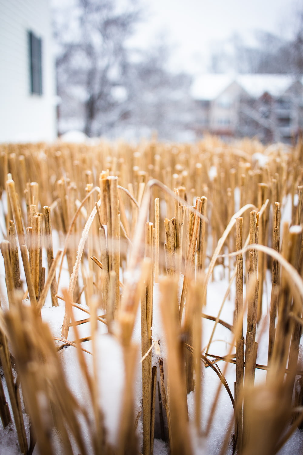 a field of wheat is covered in snow