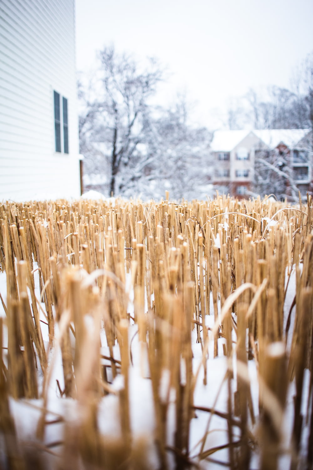 a field of wheat in front of a house