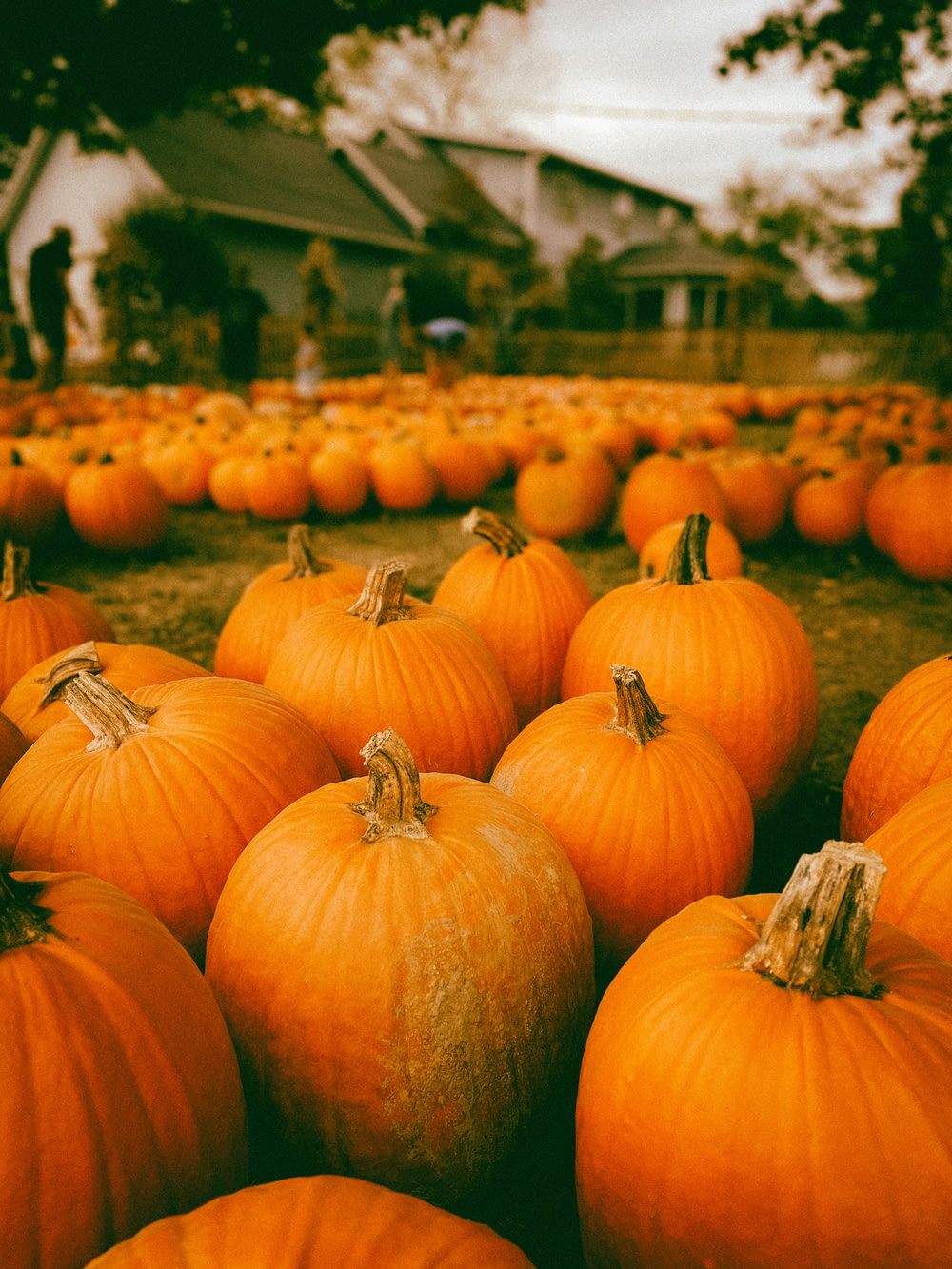 a field full of pumpkins with a house in the background