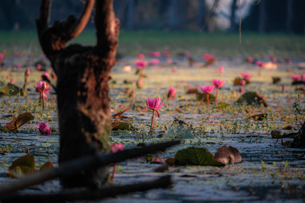 a swamp filled with lots of pink flowers
