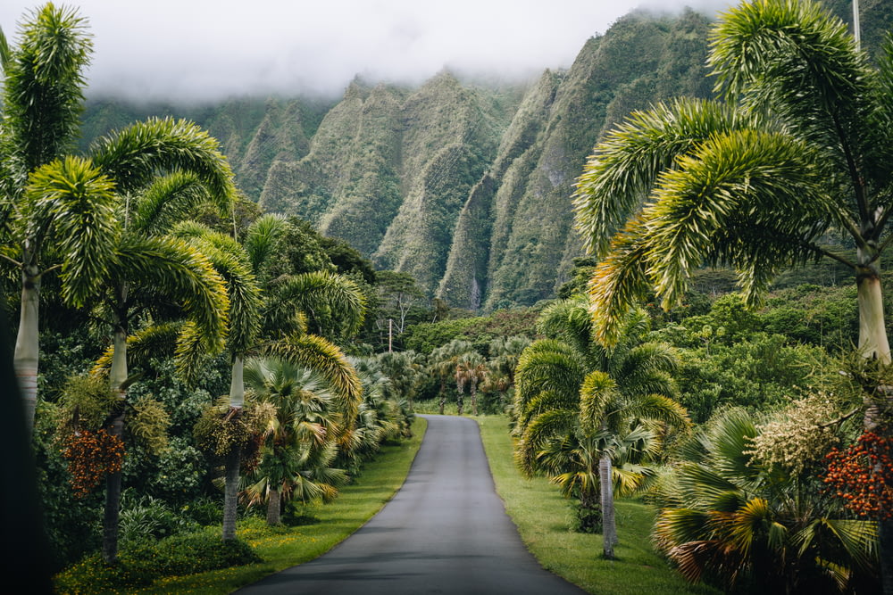 Un camino rodeado de palmeras y montañas