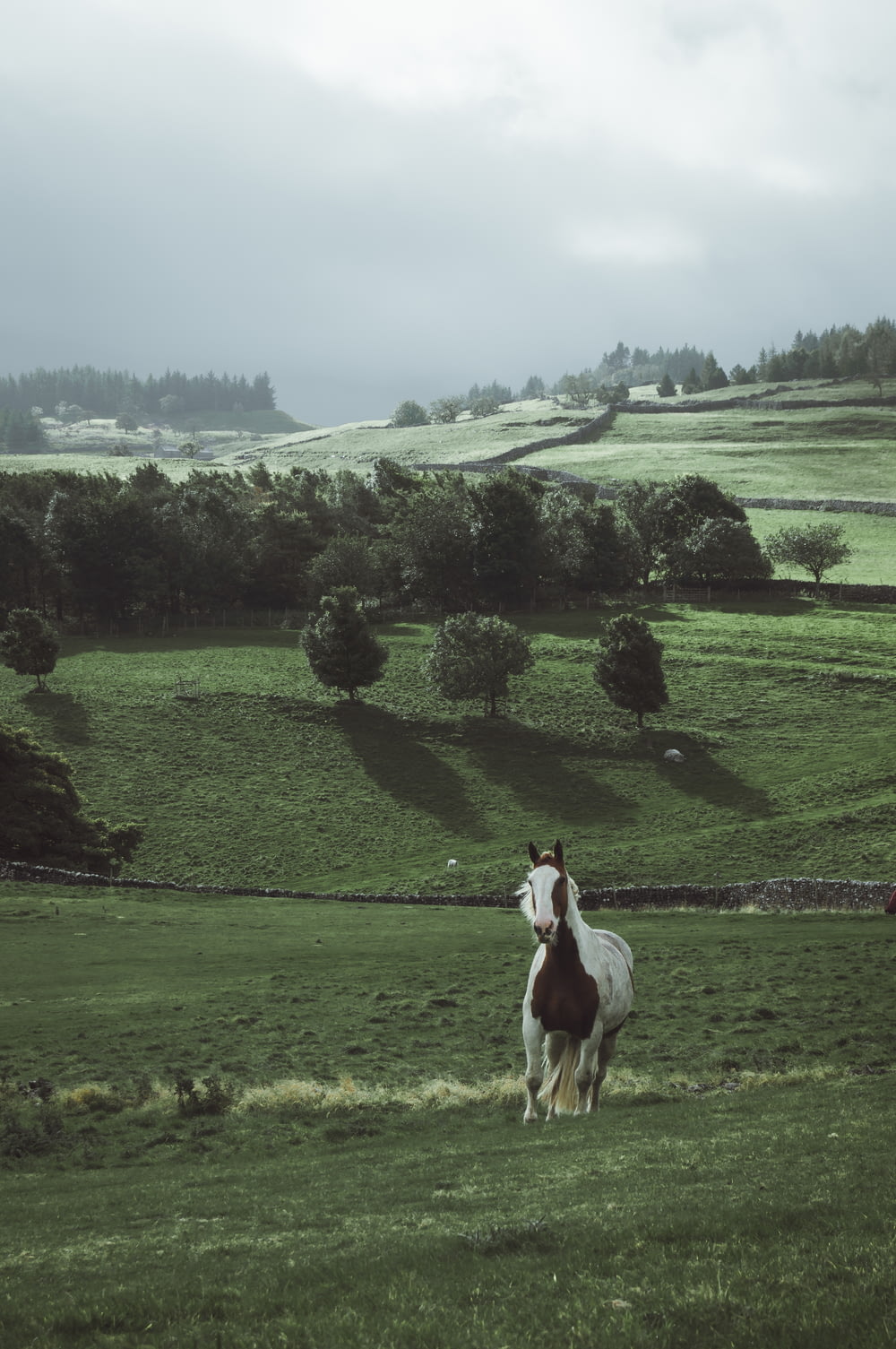 a brown and white horse standing on top of a lush green field