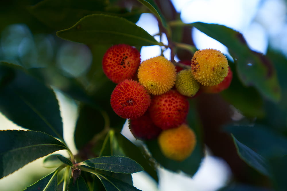 a close up of a bunch of fruit on a tree