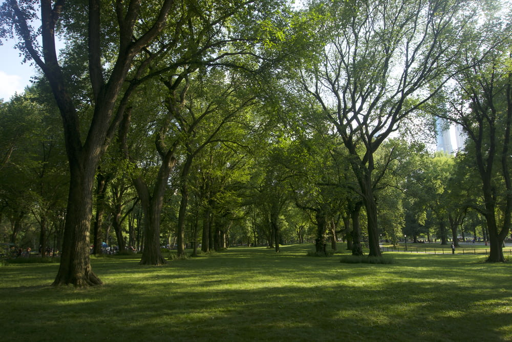 um parque cheio de muitas árvores e grama verde