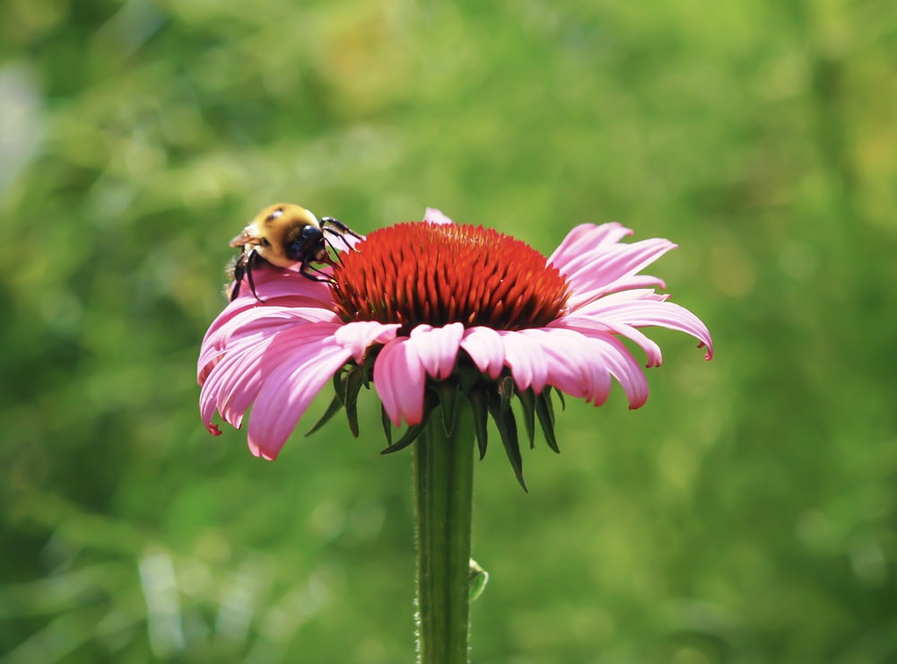 Una abeja sentada encima de una flor rosa