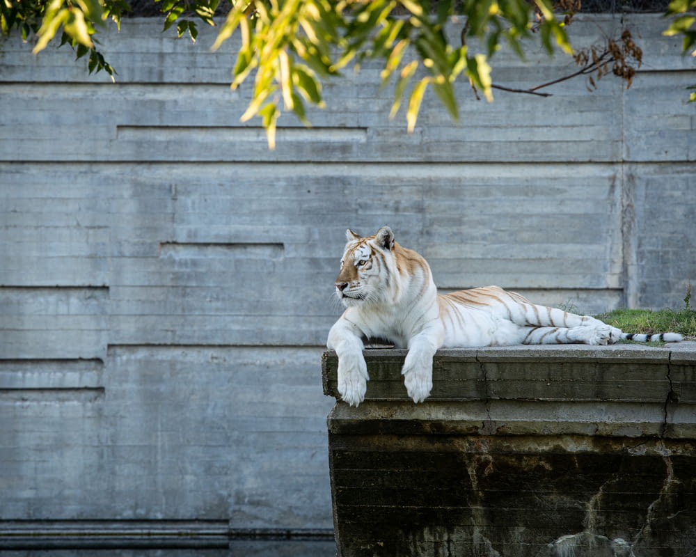 Una tigre bianca che giace sulla cima di un muro di cemento