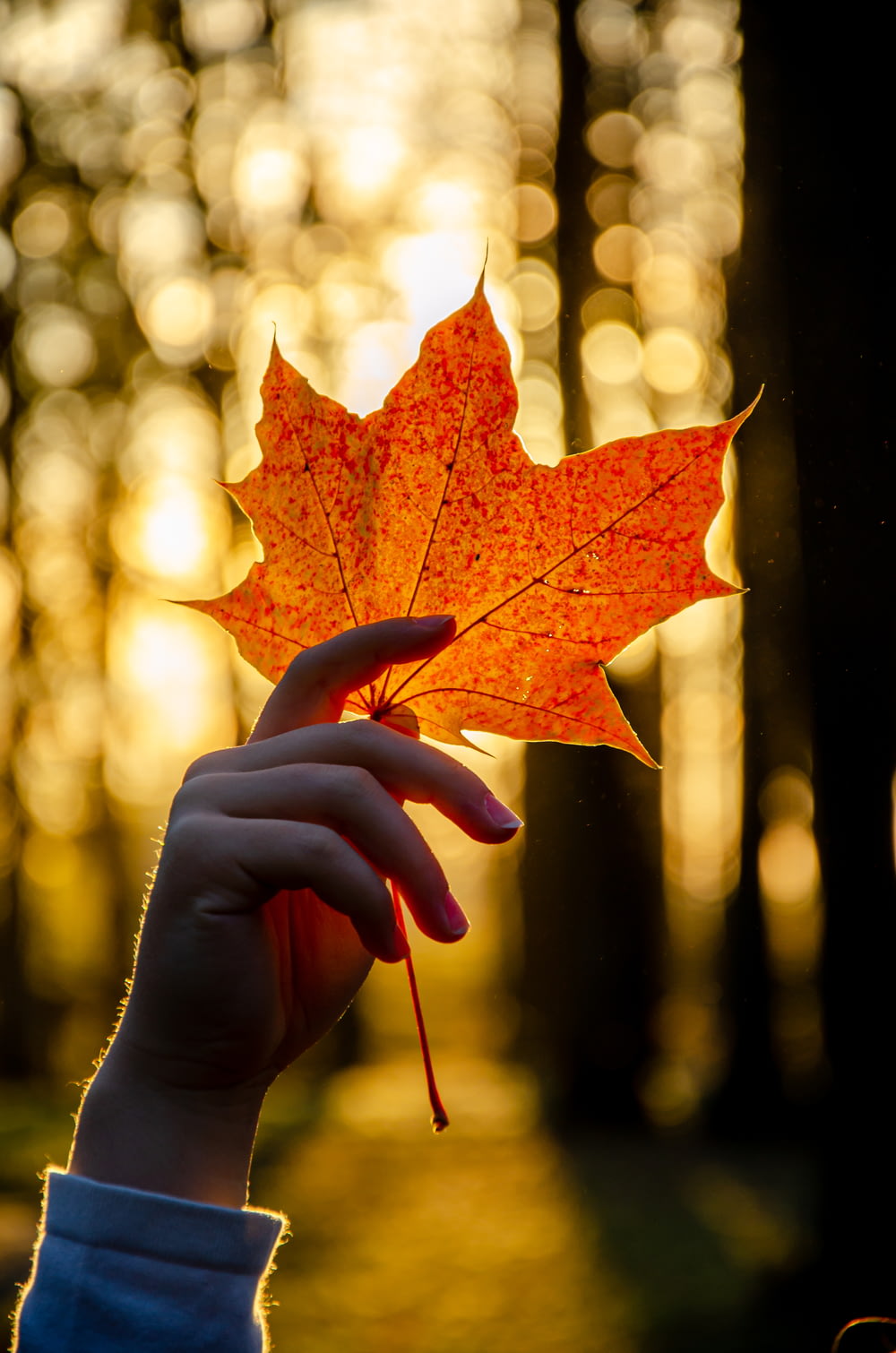 a person holding a leaf in front of a forest