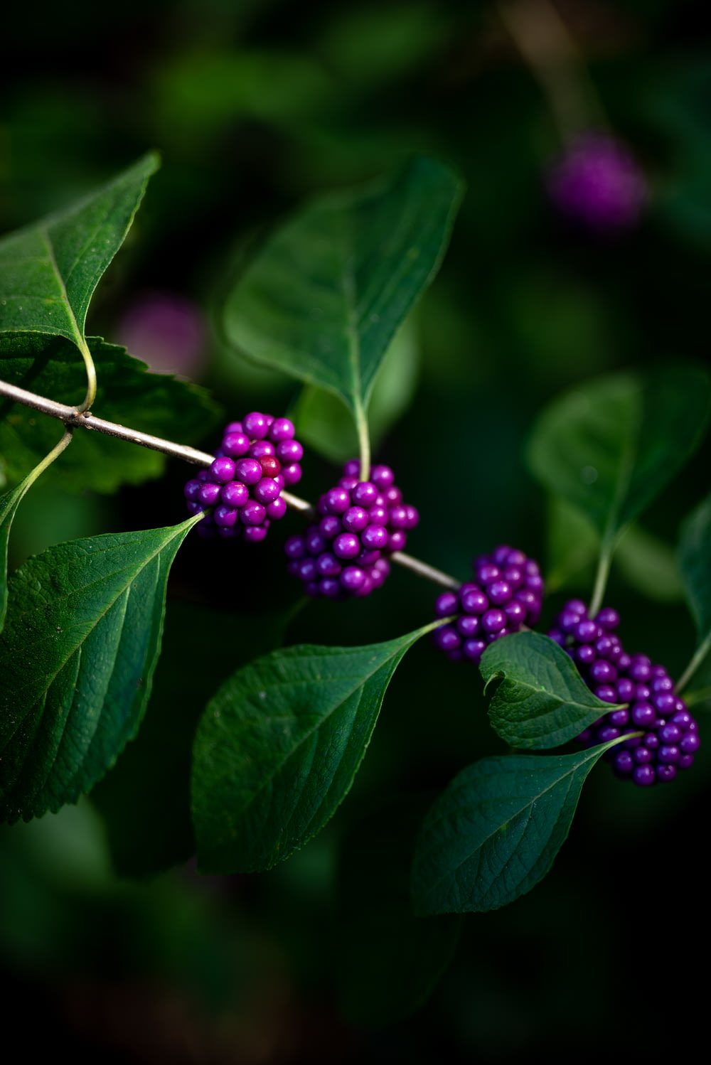a branch with purple berries and green leaves