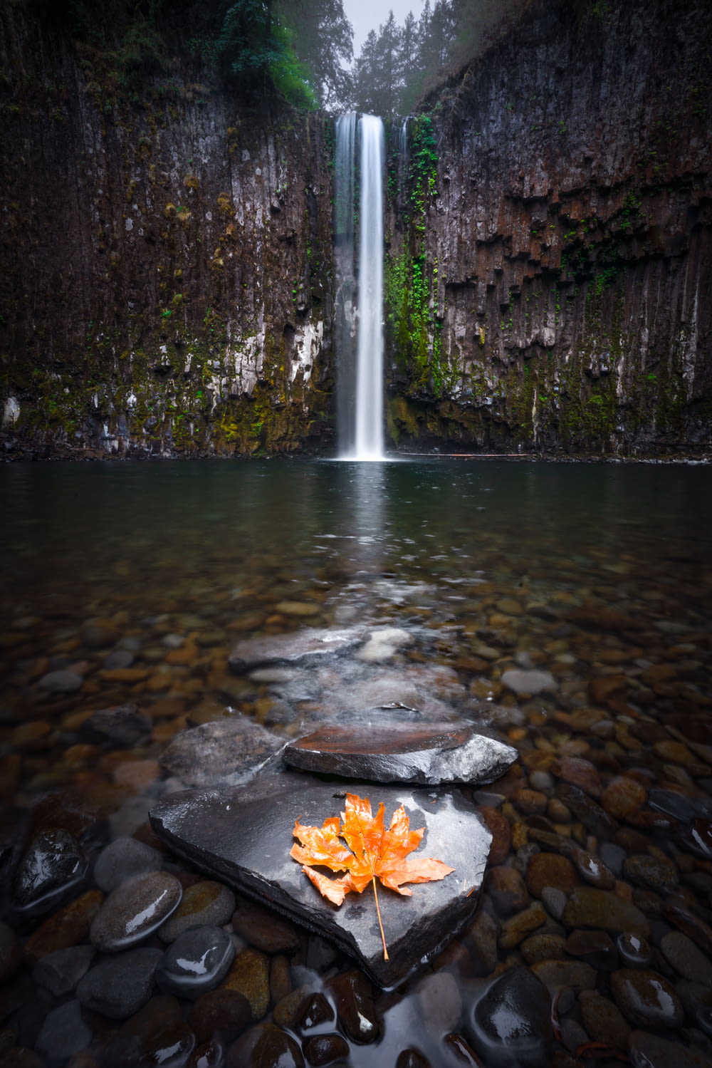 a leaf on a rock in front of a waterfall