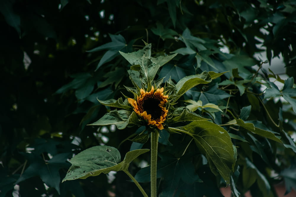 a sunflower is blooming in the middle of the day