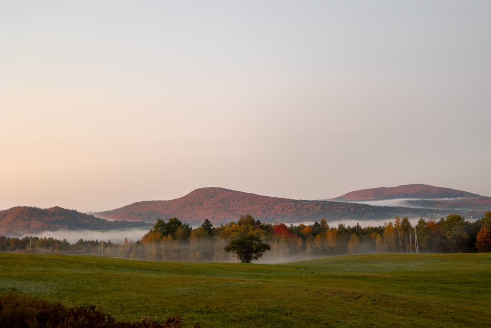 a foggy field with trees and mountains in the background