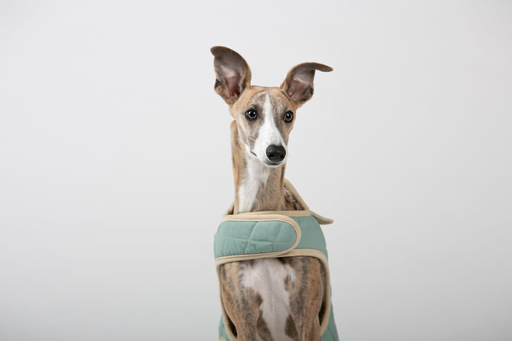 a brown and white dog wearing a green harness