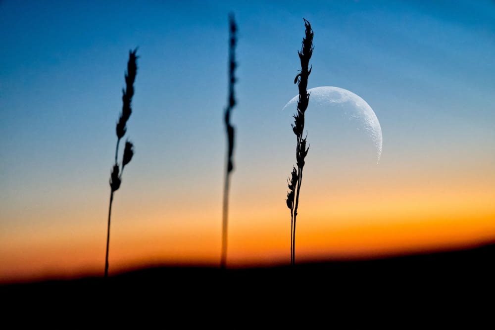 a view of the moon through some tall grass