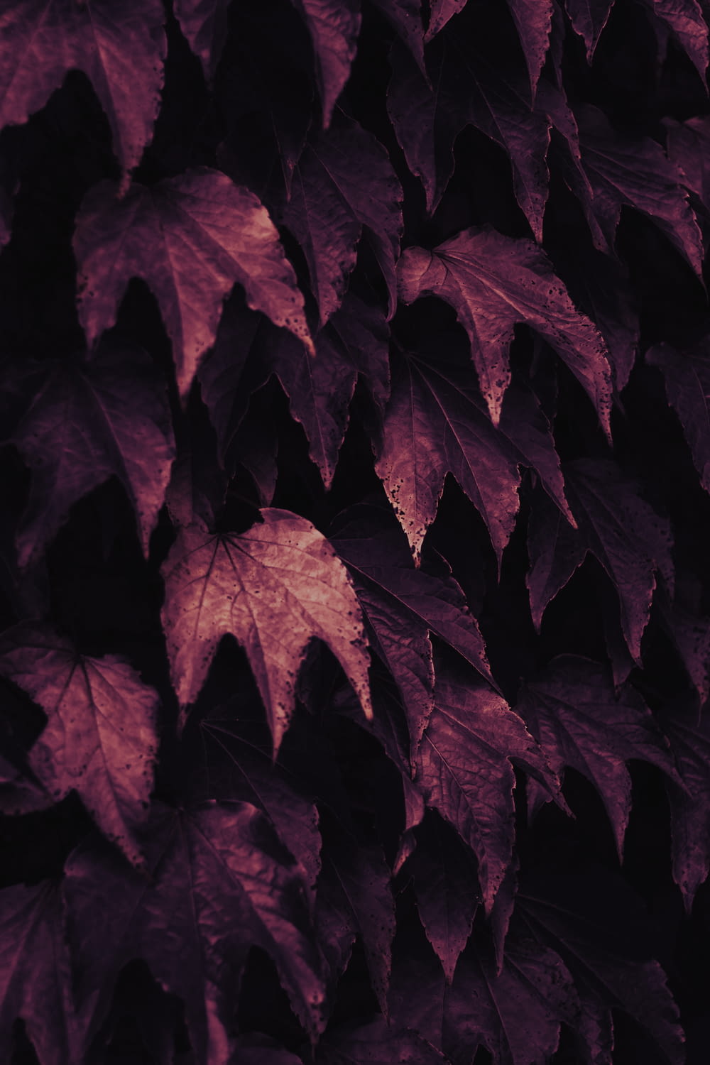 a close up of a bunch of leaves