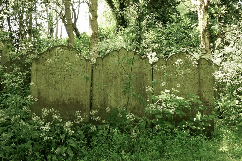 a stone fence surrounded by trees and plants