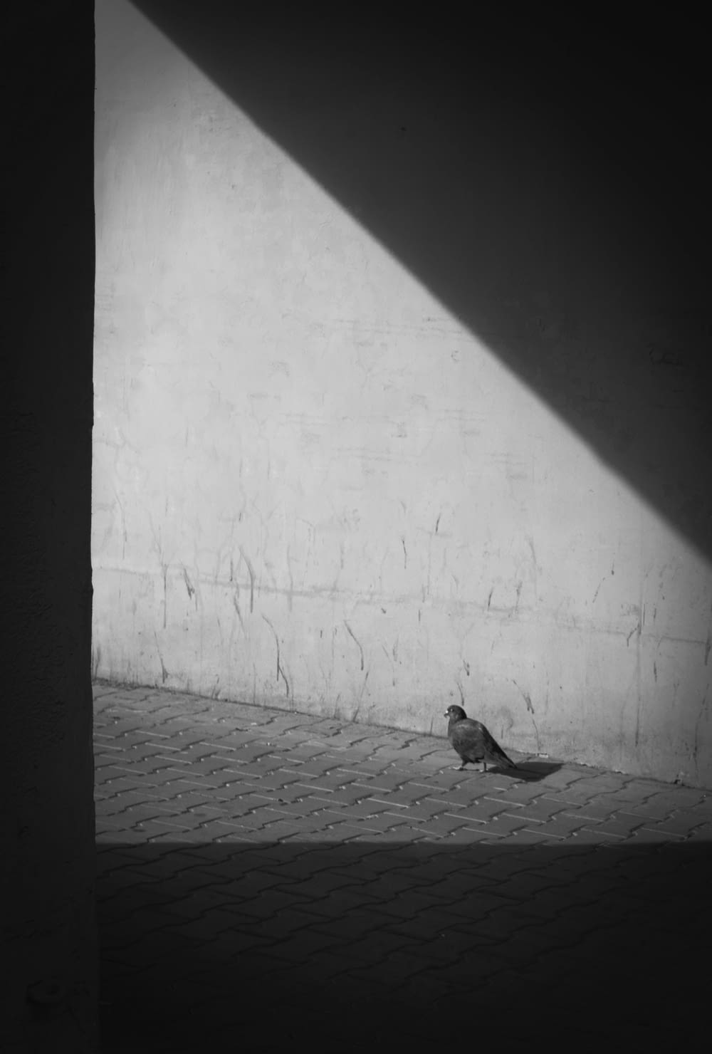 Una foto en blanco y negro de un pájaro en el suelo