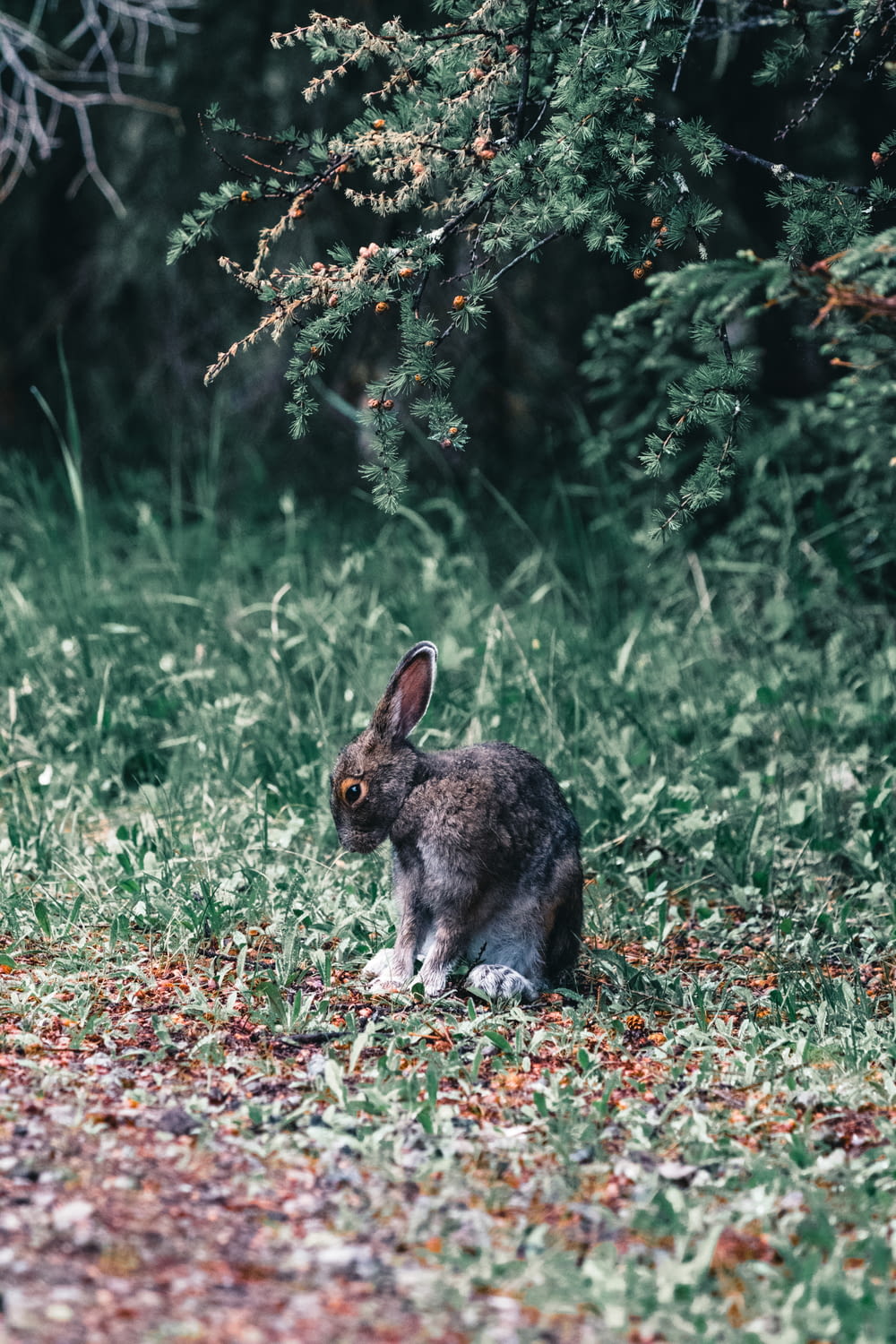 a rabbit is sitting in the grass near a tree