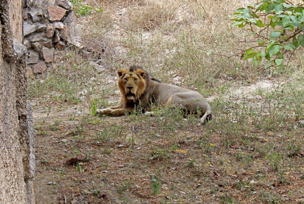 a lion laying on the ground next to a tree