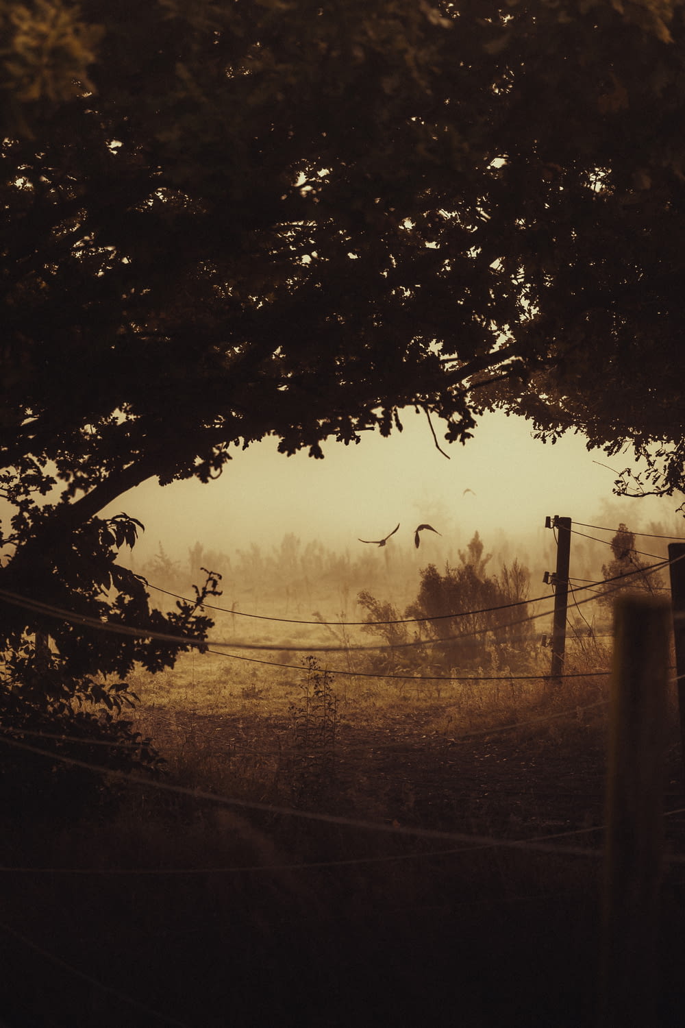 a foggy field with a fence and trees