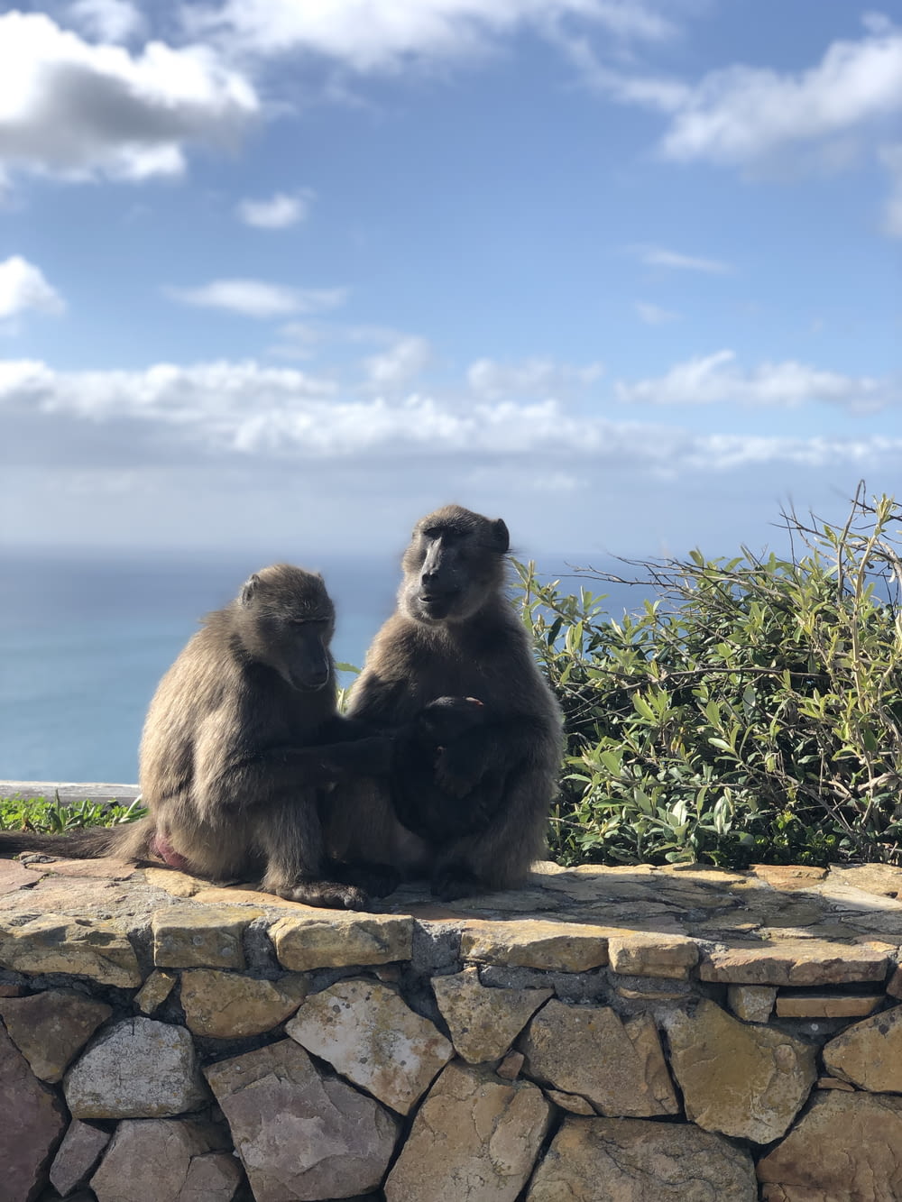 two monkeys are sitting on a rock wall