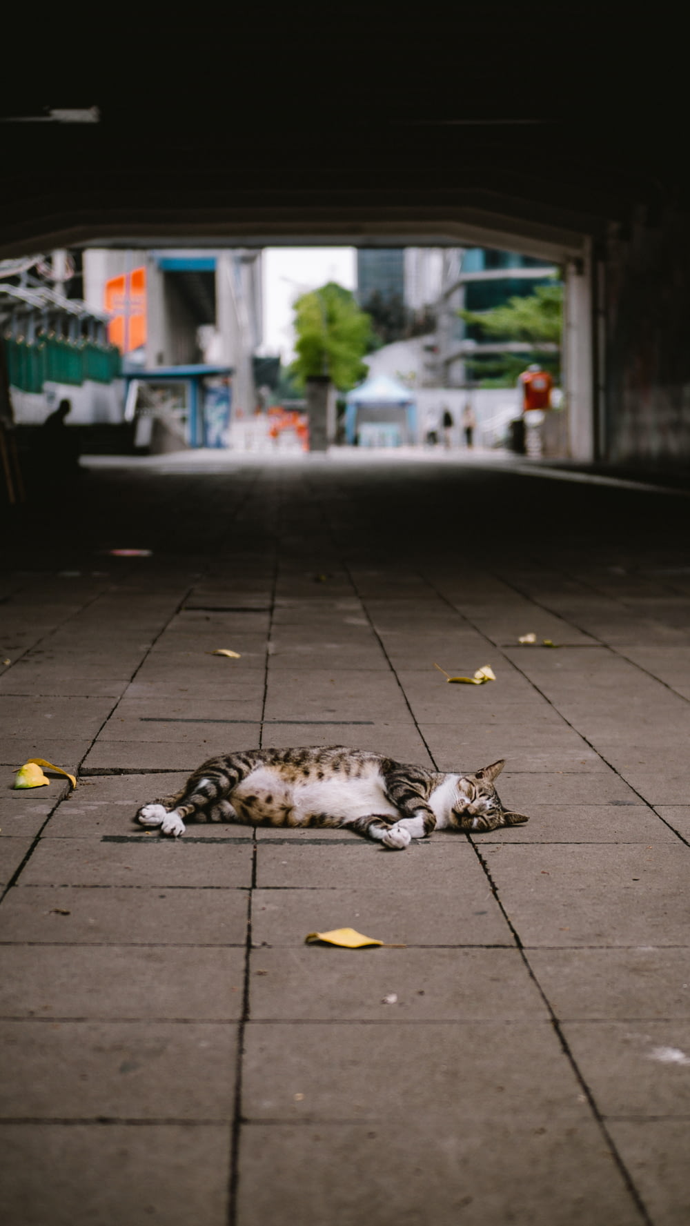 un chat allongé sur le sol