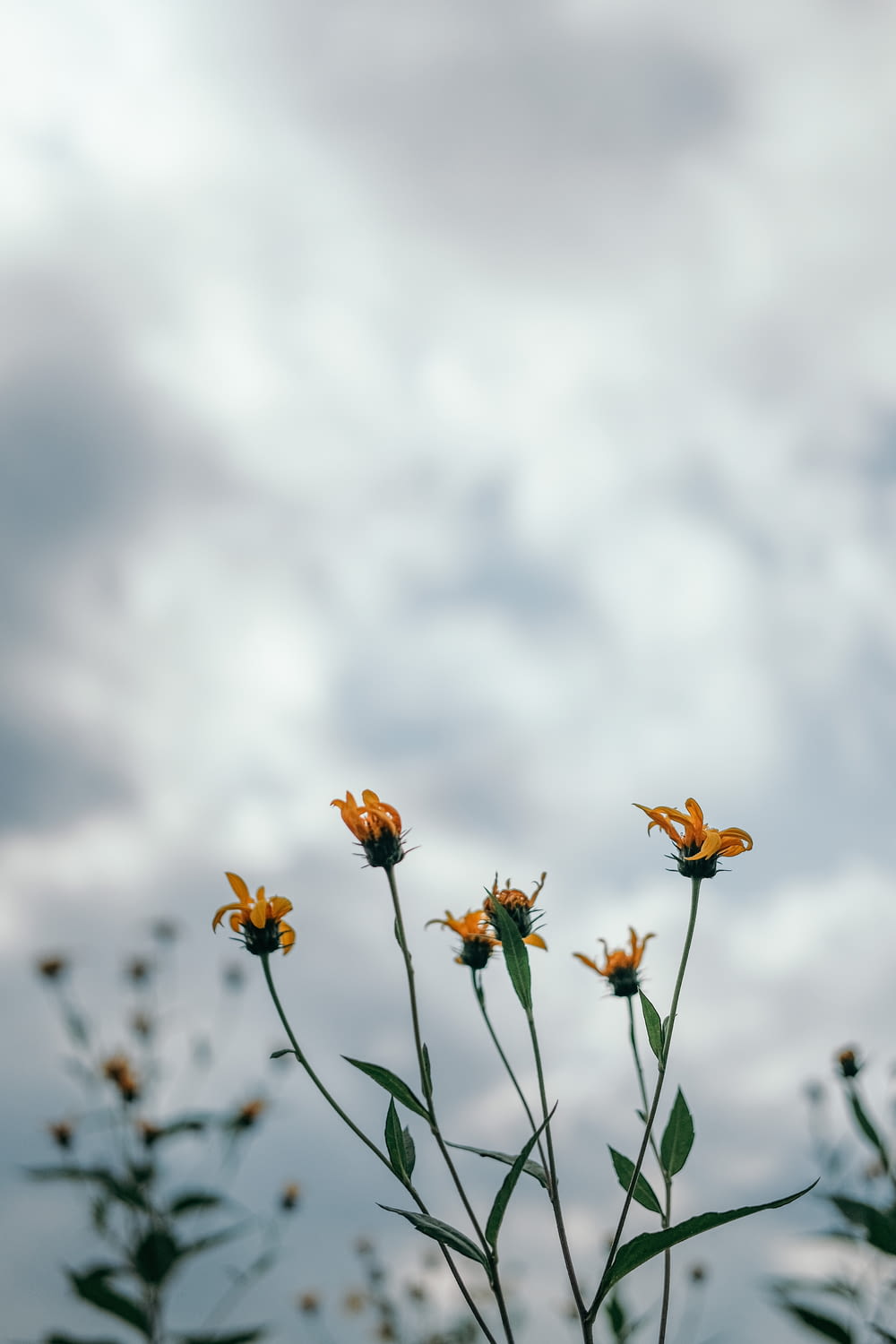 a group of yellow flowers with a cloudy sky in the background