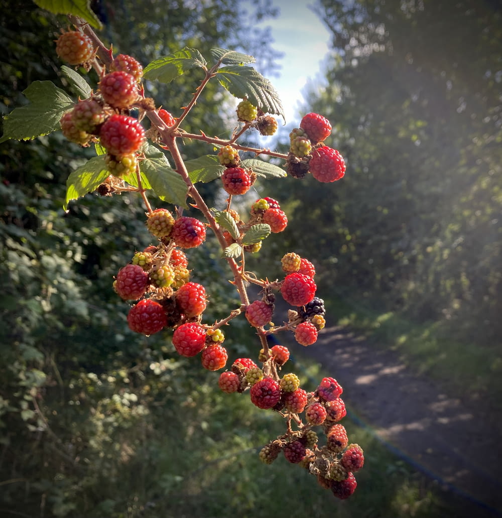 raspberries growing on a tree in a forest