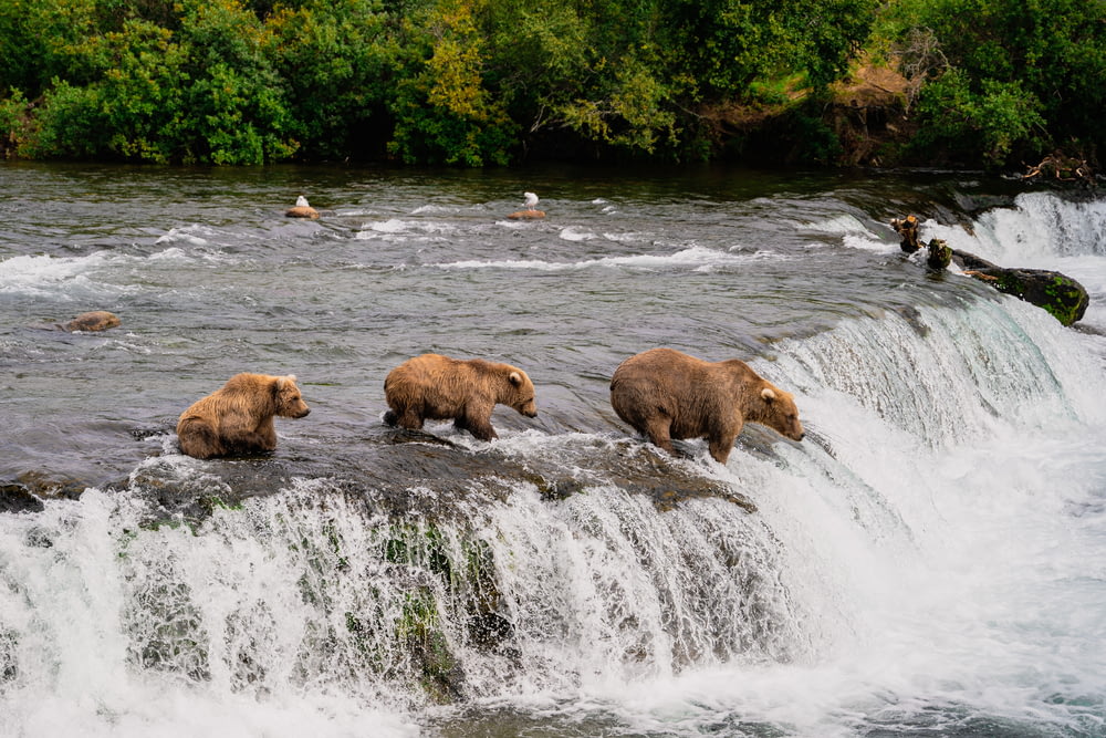 Un grupo de osos pardos de pie en la cima de una cascada