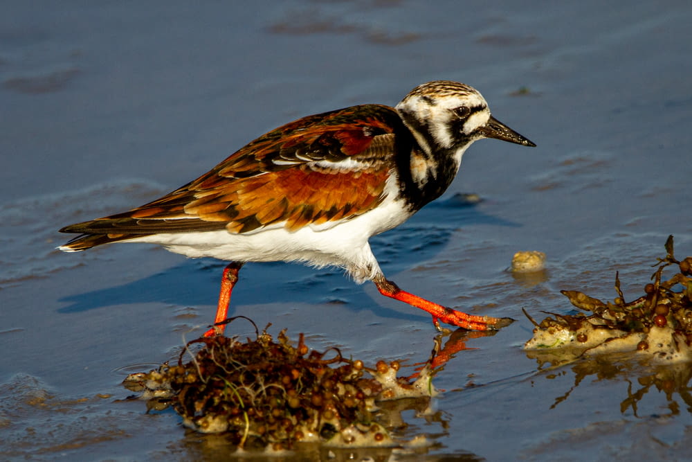 a bird is standing on some seaweed in the water