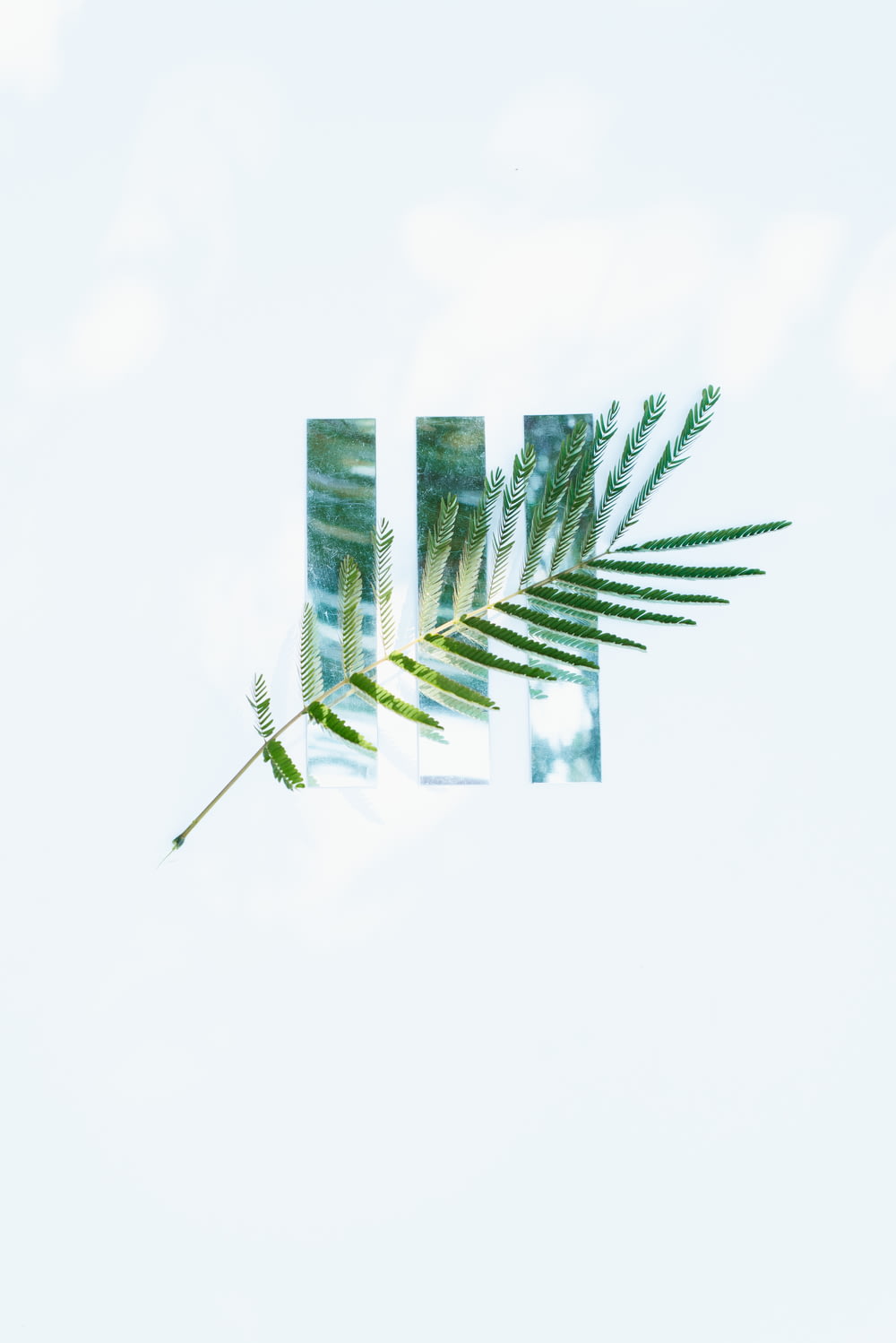a palm leaf is shown in the reflection of a mirror