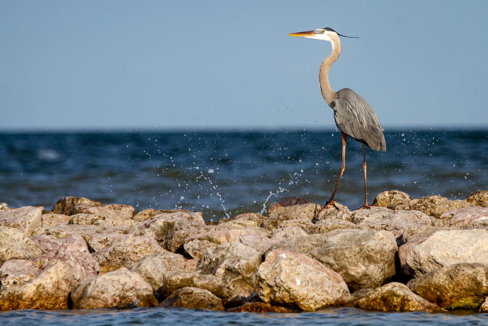 Un oiseau se tient sur des rochers au bord de l’eau