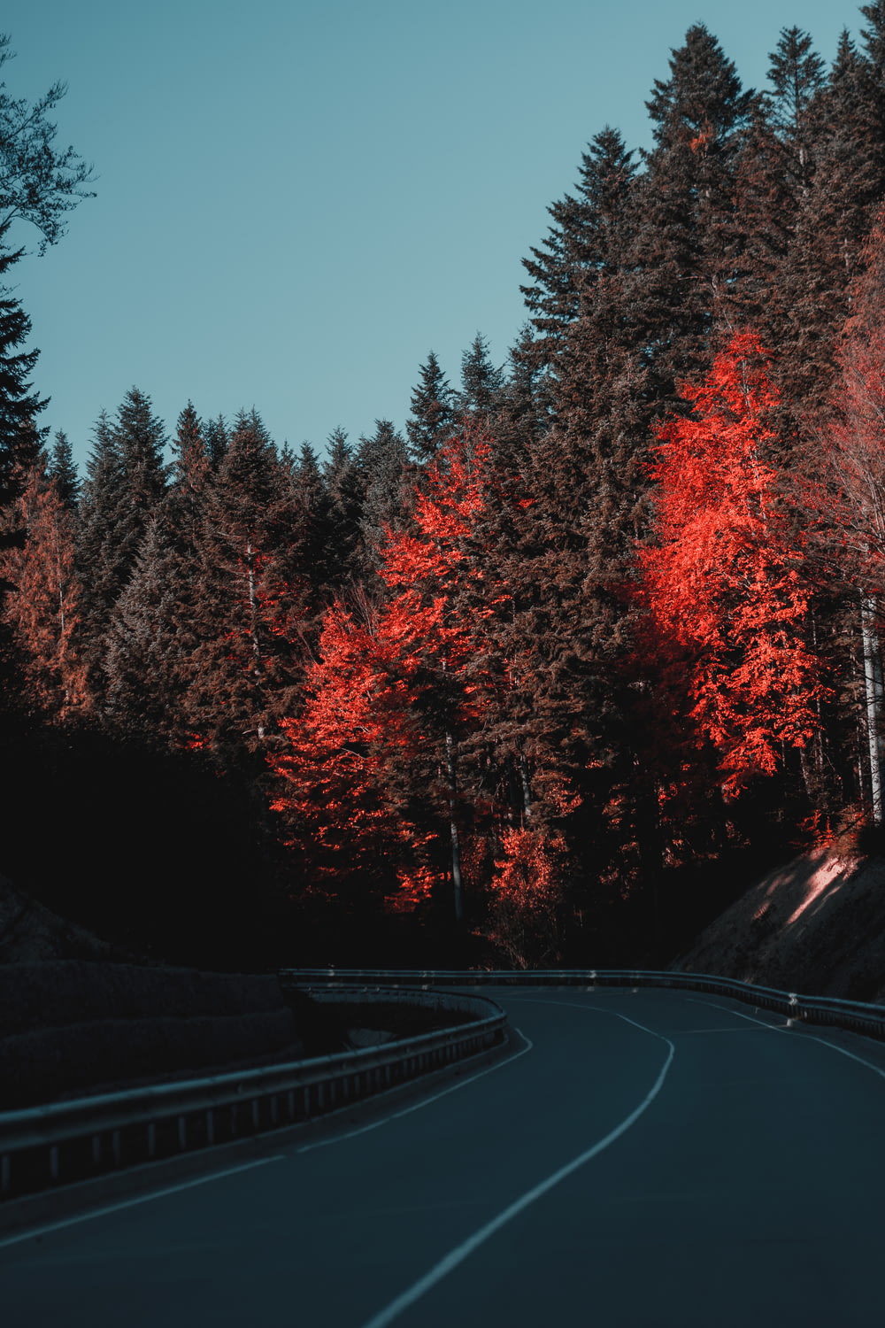 a road in the middle of a forest with red trees
