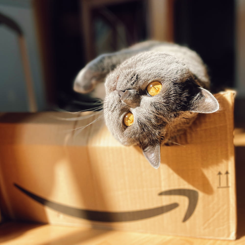 a gray cat laying on top of a cardboard box