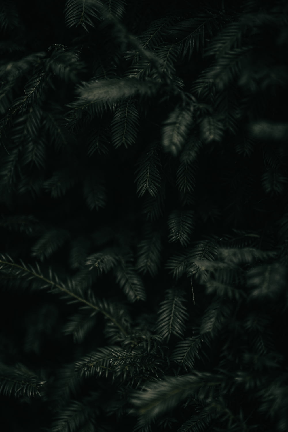 a close up of a pine tree in the dark