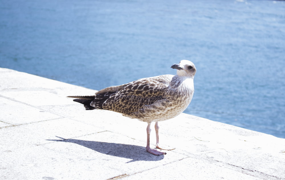 a seagull standing on a ledge next to a body of water