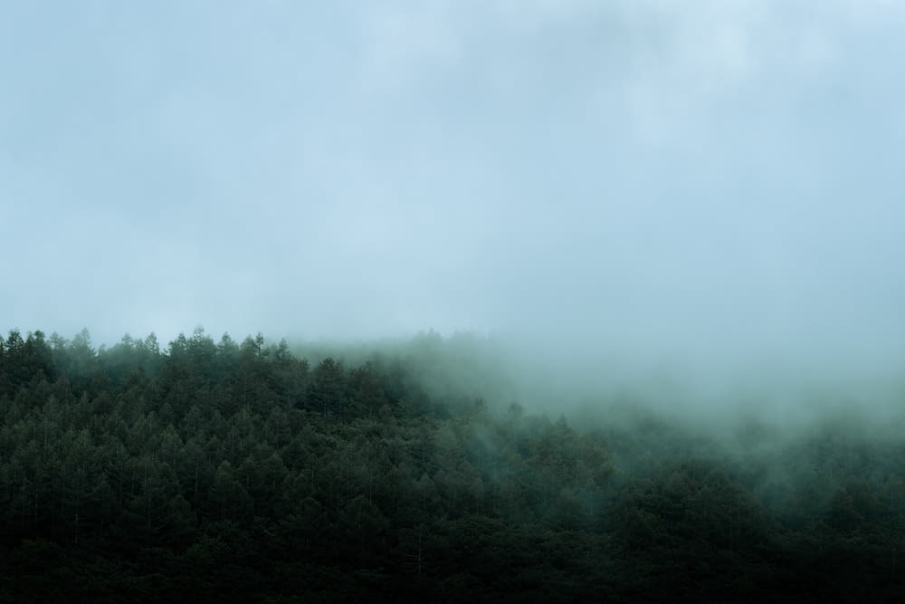 a forest covered in fog and clouds on a cloudy day