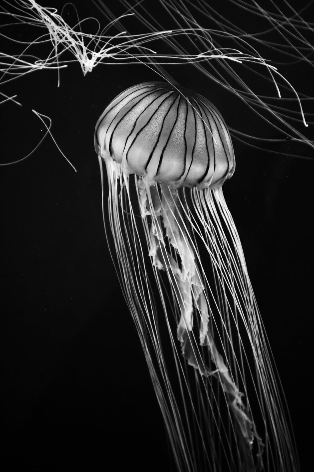 a black and white photo of a jellyfish