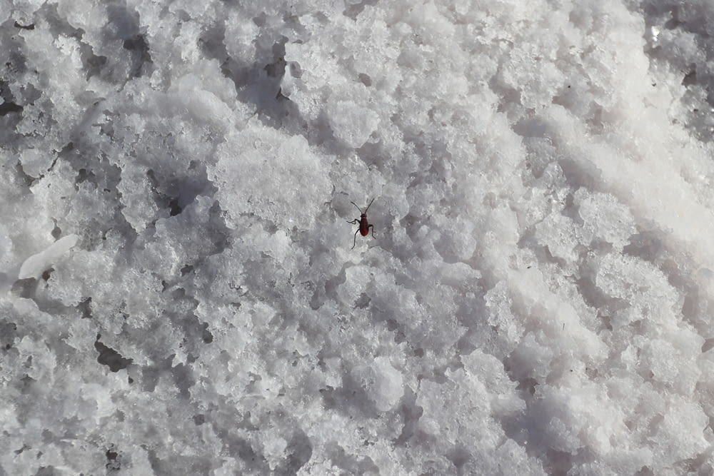 a bug is sitting on the snow covered ground